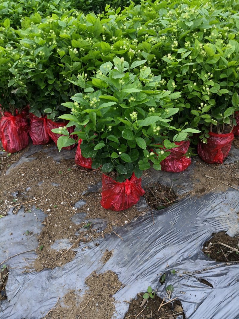 茉莉花苗，大量供应，盆苗，花卉盆景，多种规格