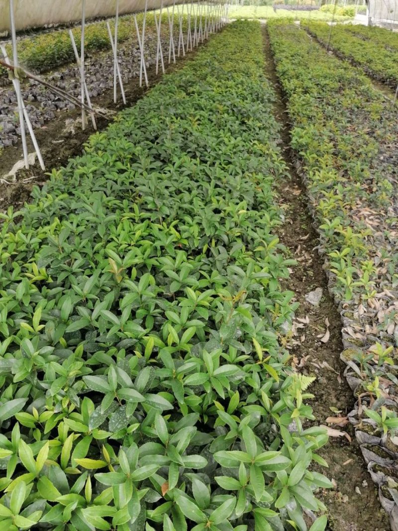 四季桂苗子杯苗和地苗都有四季桂工程小苗量大从优