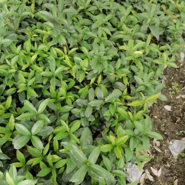 四季桂苗子杯苗和地苗都有四季桂工程小苗量大从优