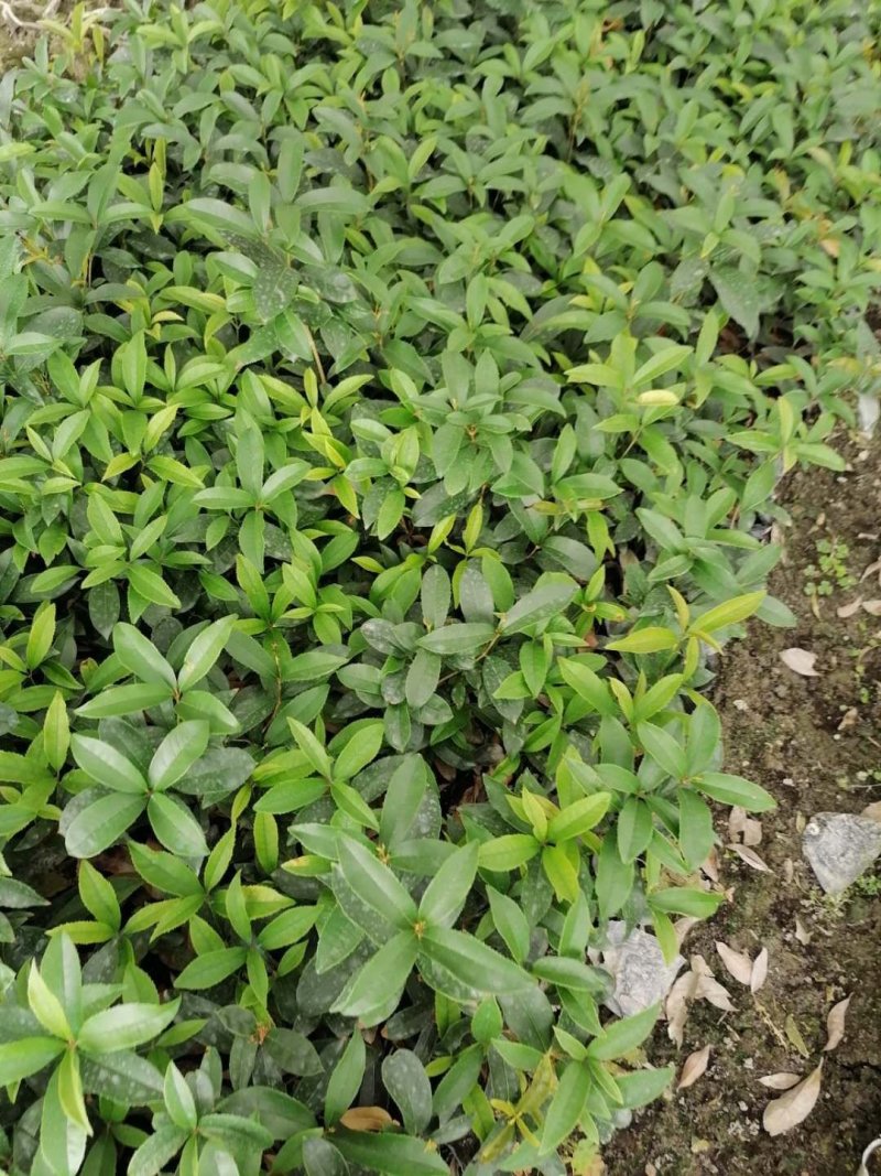四季桂苗子杯苗和地苗都有四季桂工程小苗量大从优