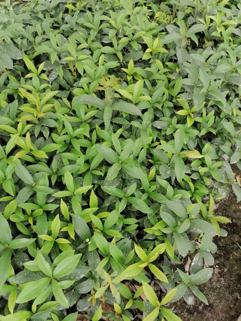 四季桂苗子杯苗和地苗都有四季桂工程小苗量大从优