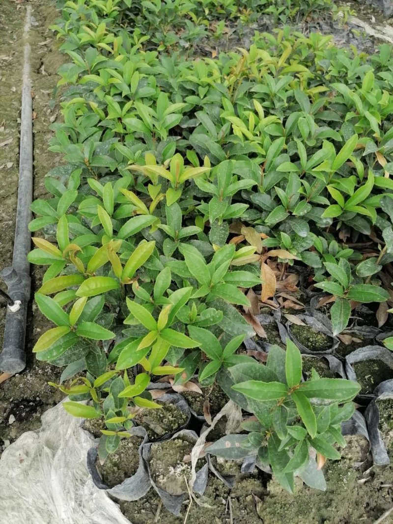 四季桂苗子杯苗和地苗都有四季桂工程小苗量大从优