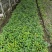 四季桂苗子杯苗和地苗都有四季桂工程小苗量大从优