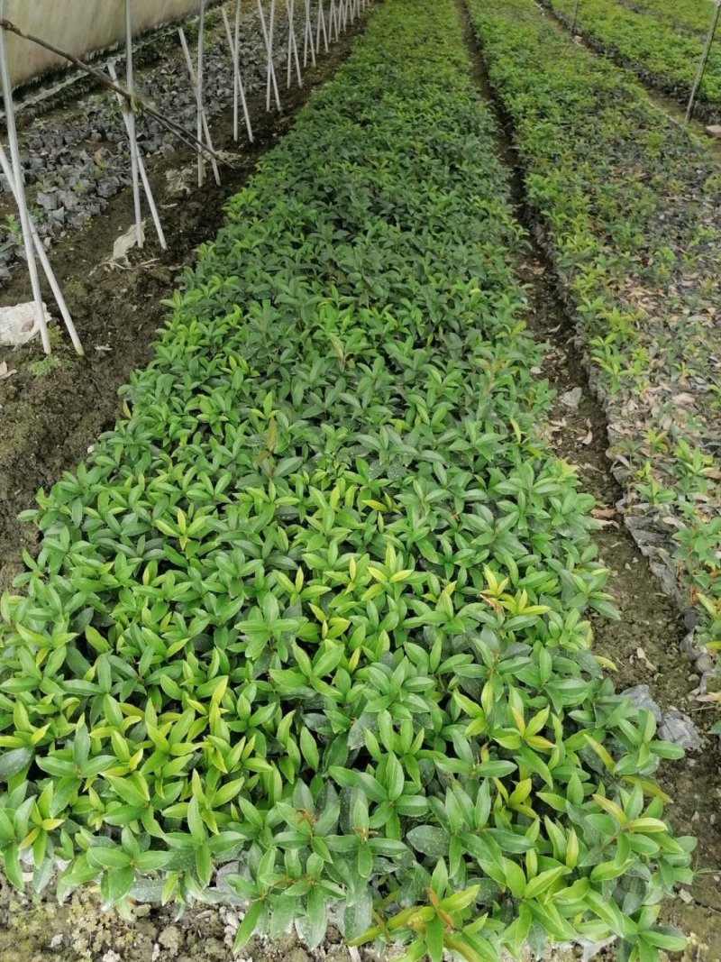 四季桂苗子杯苗和地苗都有四季桂工程小苗量大从优