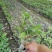 四季桂苗子杯苗和地苗都有四季桂工程小苗量大从优