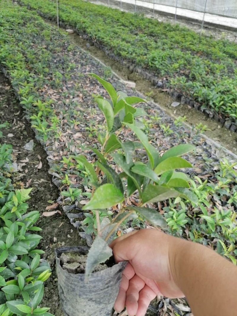 四季桂苗子杯苗和地苗都有四季桂工程小苗量大从优