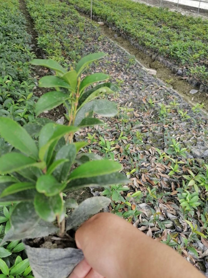四季桂苗子杯苗和地苗都有四季桂工程小苗量大从优