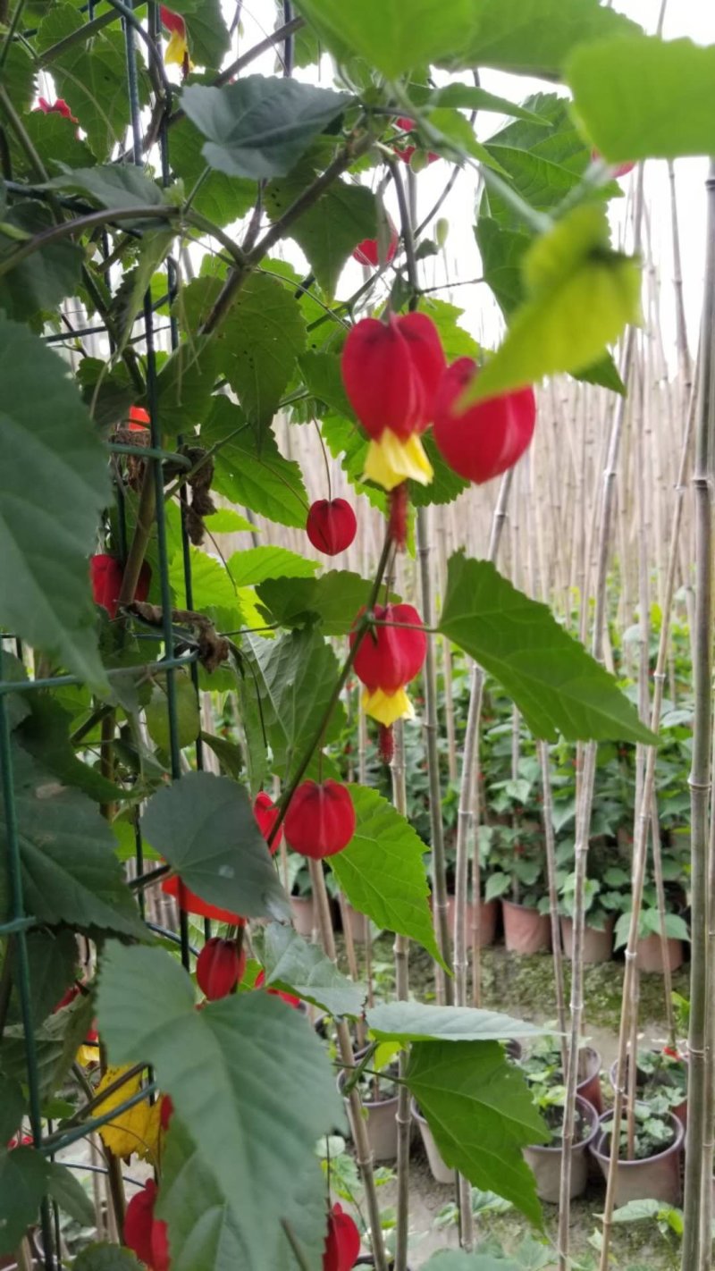 四季开花的灯笼花正红色灯笼花灯笼花杯苗2米高左右