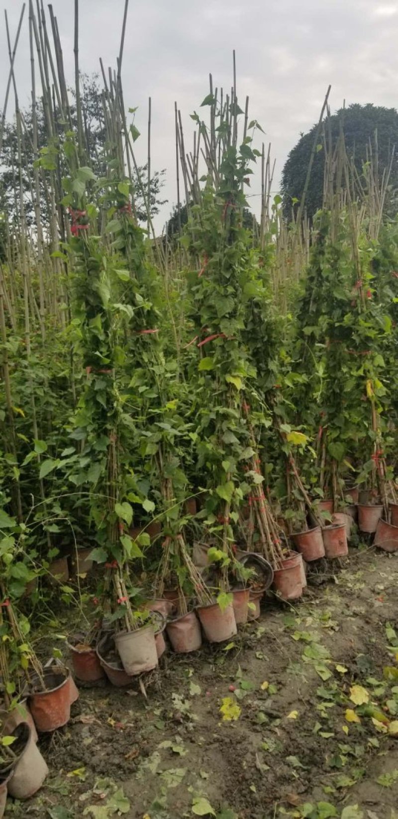四季开花的灯笼花正红色灯笼花灯笼花杯苗2米高左右