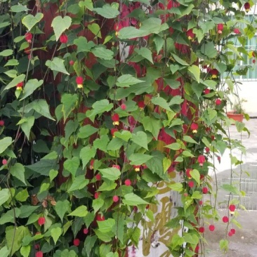 四季开花的灯笼花正红色灯笼花灯笼花杯苗2米高左右
