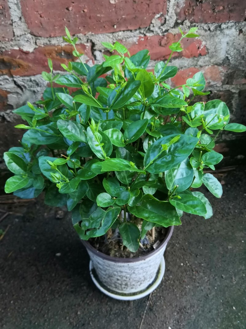 茉莉花苗、窝苗，杯苗、散苗，产地直发，大量供应