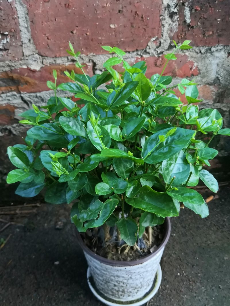 茉莉花苗，大量供应，盆苗，花卉盆景，多种规格