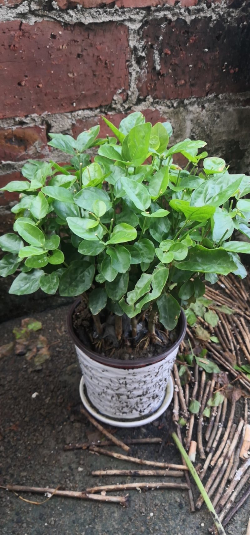 茉莉花苗，大量供应，盆苗，花卉盆景，多种规格
