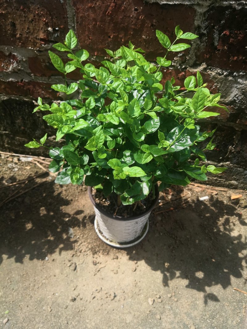 茉莉花苗、窝苗，杯苗、散苗，产地直发，大量供应