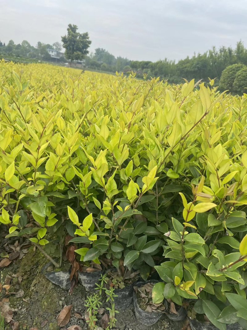 出售金森女贞大小杯苗量大冠幅好支持现场看货