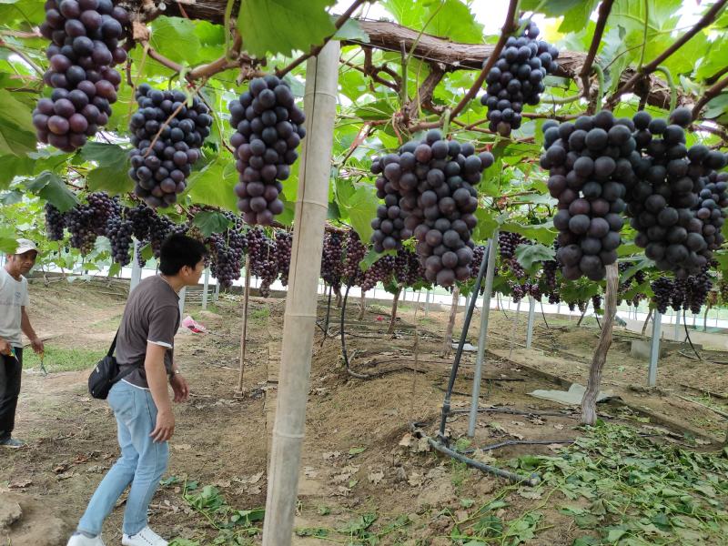 葡萄_夏黑葡萄/石梁河夏黑大量上市了招全国收购商