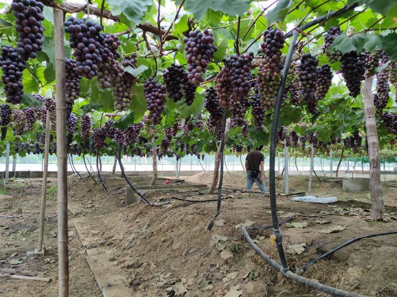 葡萄_夏黑葡萄/石梁河夏黑大量上市了招全国收购商