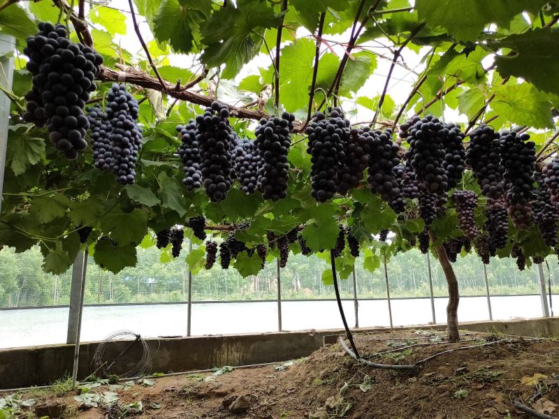 葡萄_夏黑葡萄/石梁河夏黑大量上市了招全国收购商