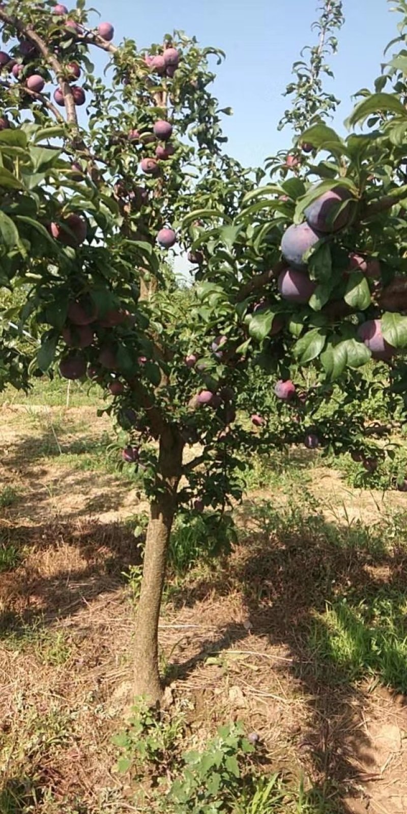 红布林，黑巨力，黑宝石等李子陆续大量上市欢迎客户对接