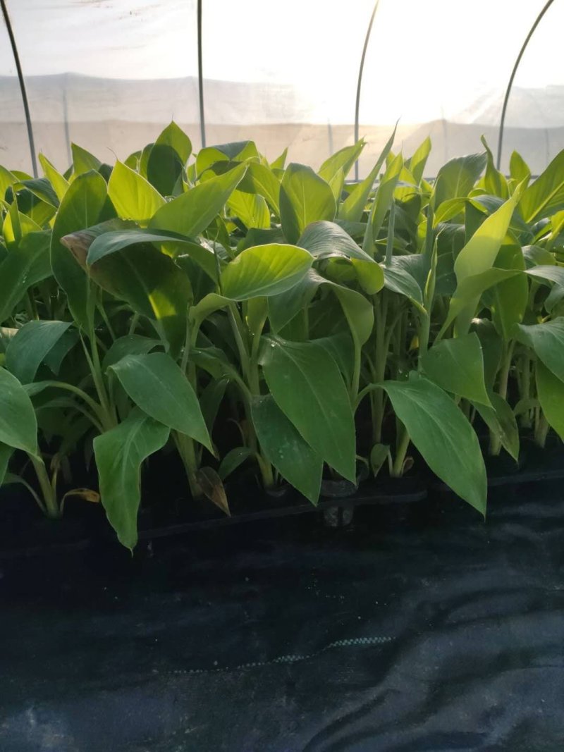 西贡蕉苗，金粉一号根茎粗壮根系发达适合气候暖地区种植