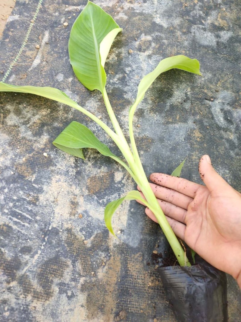 西贡蕉苗，金粉一号根茎粗壮根系发达适合气候暖地区种植