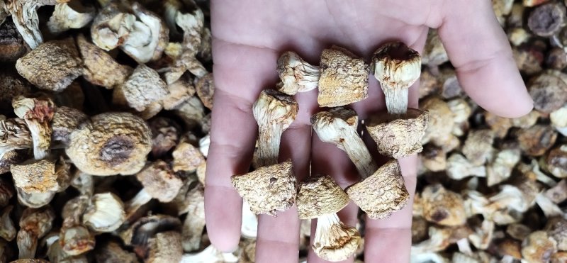 原色姬松茸小短腿新货，无熏硫，无任何添加剂，