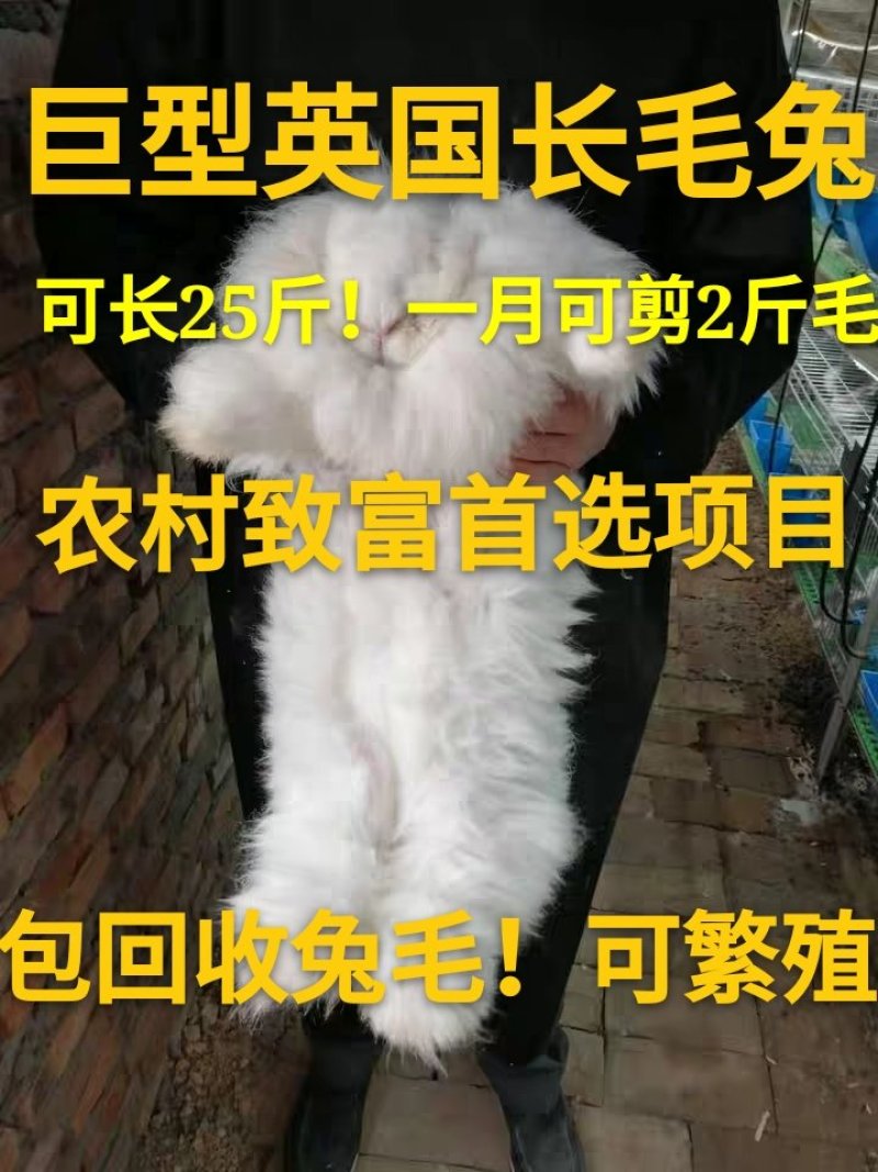 英国长毛兔兔子活体可长25斤包回收兔毛
