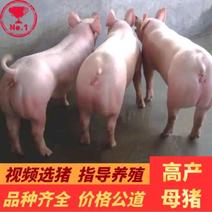 猪场供应纯种【二元母猪太湖母猪苏太母猪大约克】全国