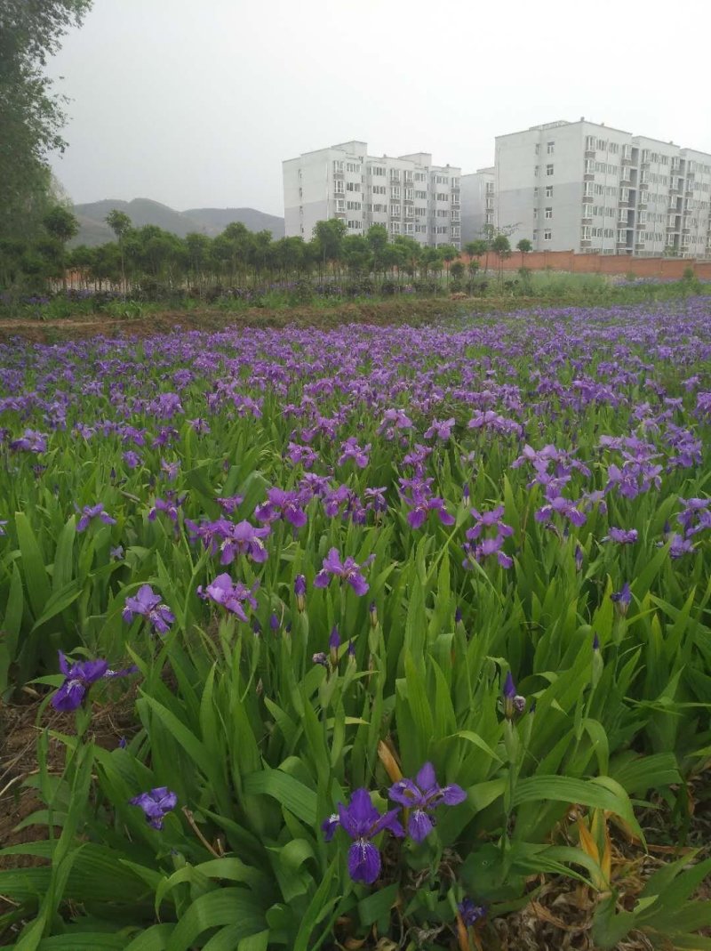 【精品】蓝花鸢尾产地直销货源充足可视频看货