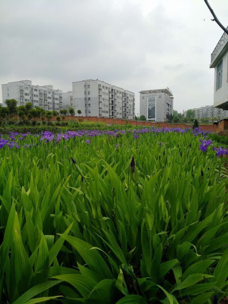 【精品】蓝花鸢尾产地直销货源充足可视频看货