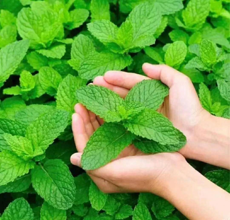 薄荷，叶子，提供技术指导，成活率90%，回收，一件代发