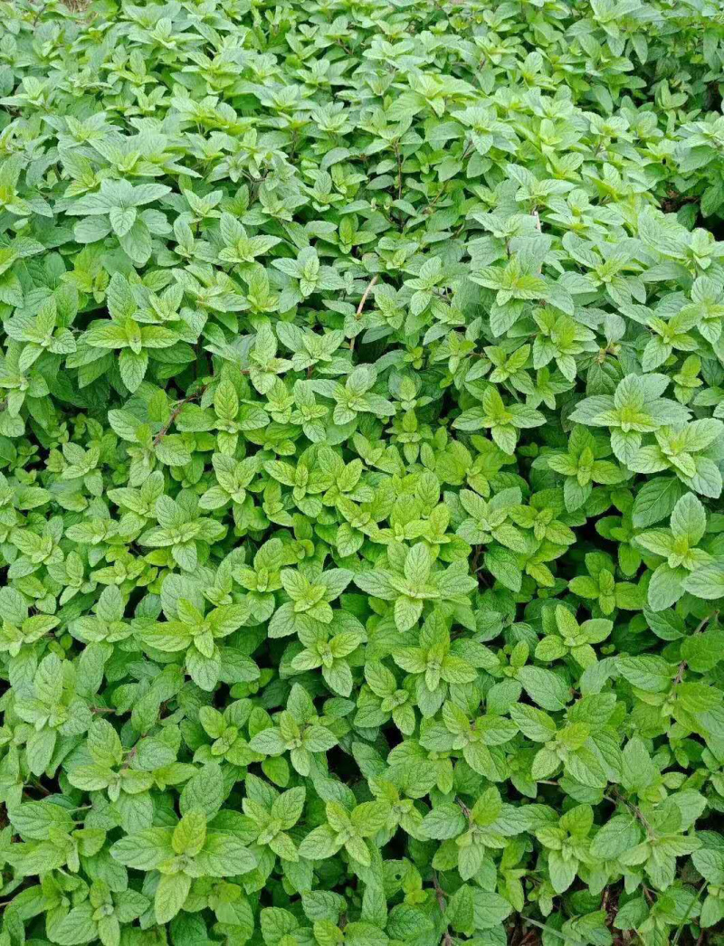 薄荷，叶子，提供技术指导，成活率90%，回收，一件代发
