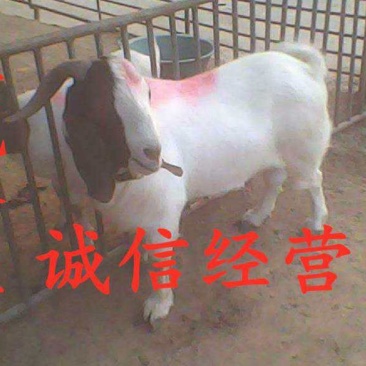 【纯种】波尔山羊，种公羊，品相好！详情来电咨询。