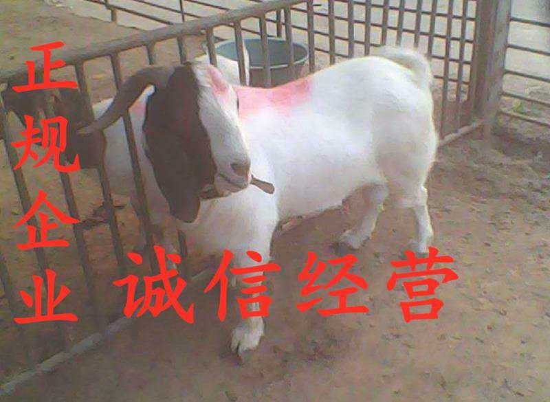 【纯种】波尔山羊，种公羊，品相好！详情来电咨询。