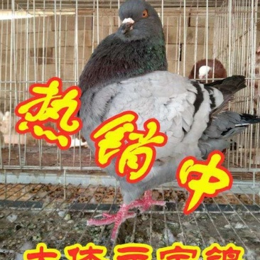 元宝鸽受精蛋，大体元宝鸽，全国包邮，详情请来电咨询。