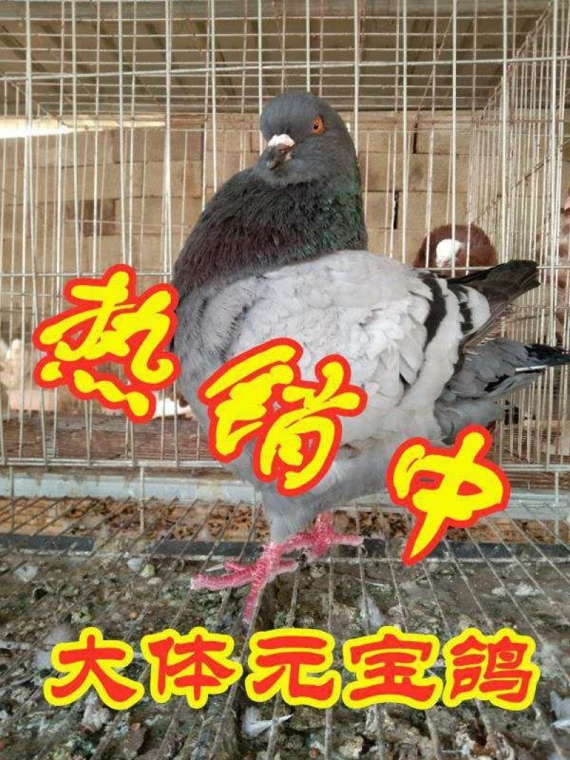 元宝鸽受精蛋，大体元宝鸽，全国包邮，详情请来电咨询。