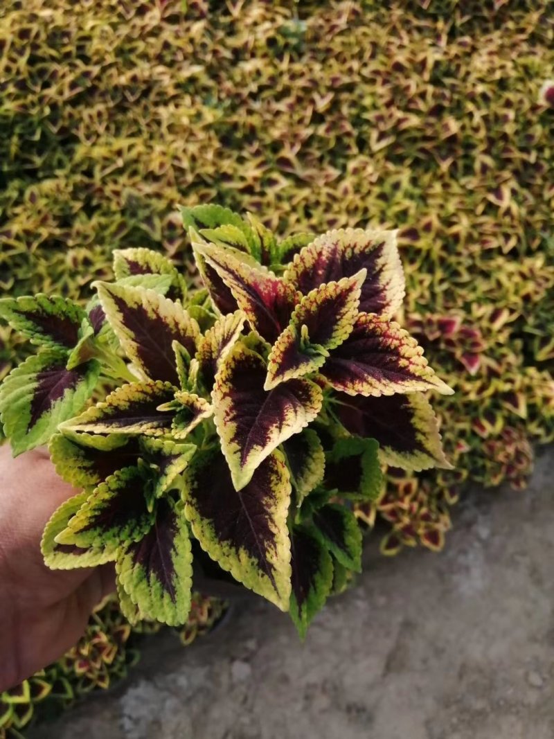 进口彩叶草，绿化租摆好货便宜自己基地视频看货源充足