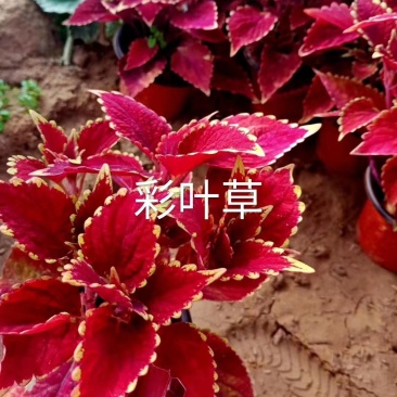 进口彩叶草，绿化租摆好货便宜自己基地视频看货源充足