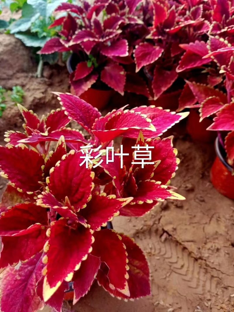 进口彩叶草，绿化租摆好货便宜自己基地视频看货源充足
