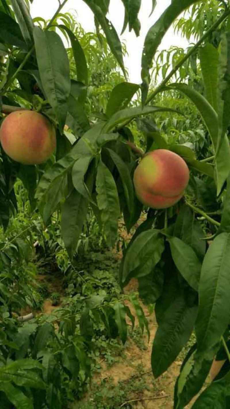 山东临沂突围毛桃产地批发
