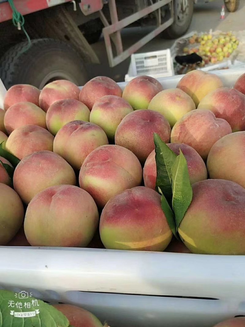 山东临沂突围毛桃产地批发