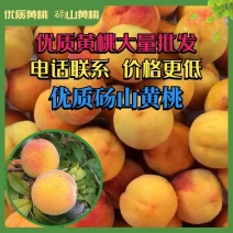 【惊爆价】安徽砀山精品黄桃大量上市电商果罐头厂