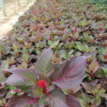 鸡冠花，绿化租摆好货便宜，自己基地，常年供货