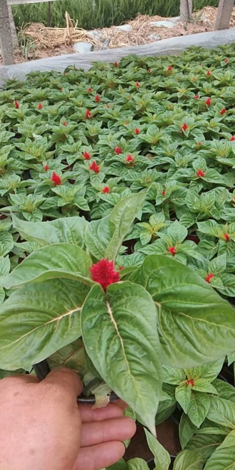 鸡冠花，绿化租摆好货便宜，自己基地，常年供货