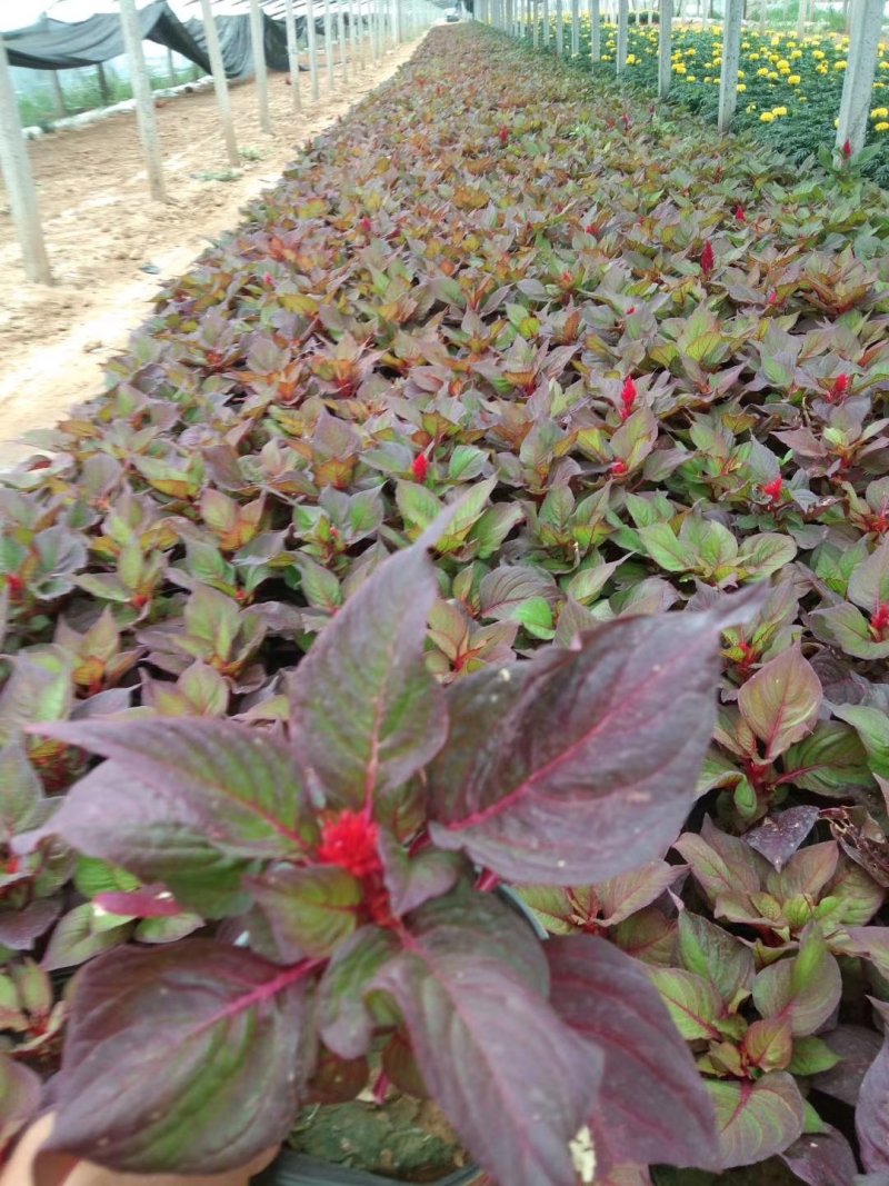 鸡冠花，绿化租摆好货便宜，自己基地，常年供货