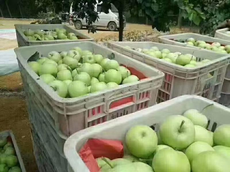 山东临沂早熟苹果批发市场产地批发