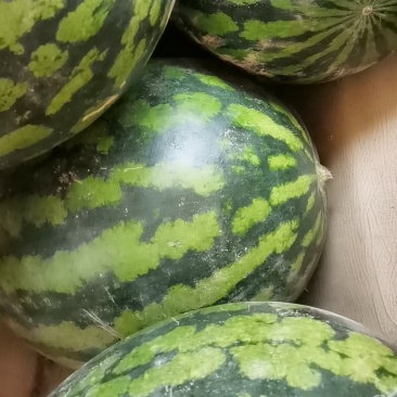 西瓜贱卖