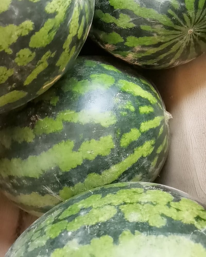 西瓜贱卖