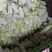西葫芦，西葫芦，西葫芦，西葫芦，西葫芦，西葫芦，西葫芦