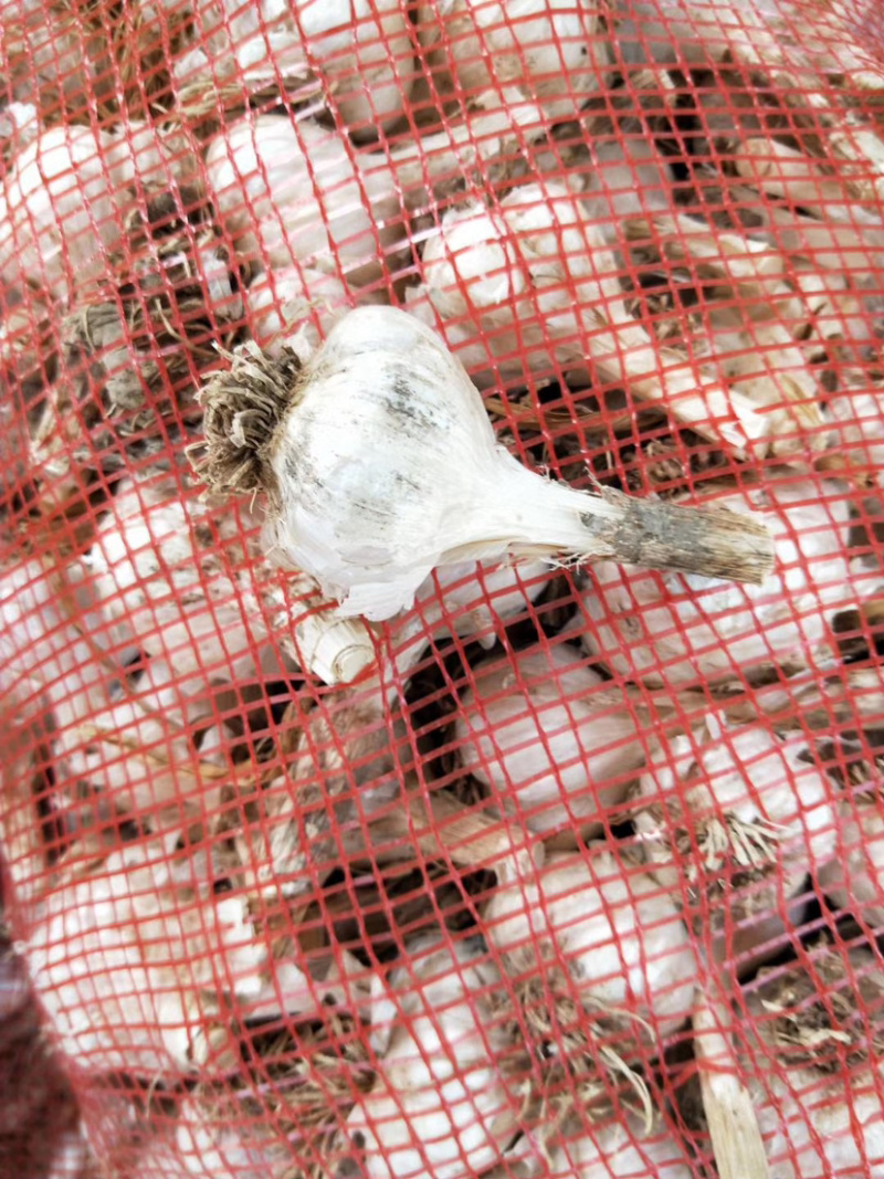山东济南商河4/6瓣白蒜大量上市欢迎采购